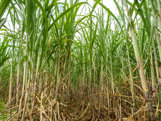 Sugarcane farm with sugarcane growing with sunrise in Thailand.