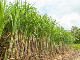 Sugarcane fields, blue sky and clear sky days in Thailand.