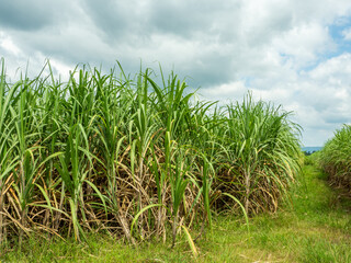 Obraz premium Sugarcane fields, blue sky and clear sky days in Thailand.
