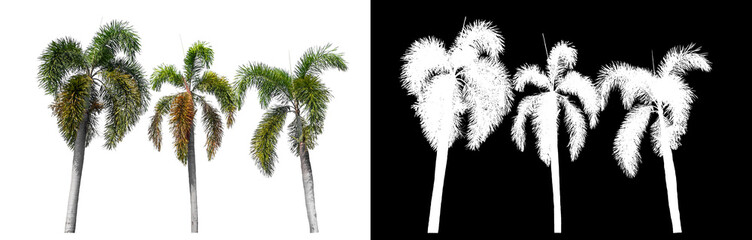 Green palm tree isolated on white background with clipping path and alpha channel on black background.