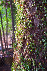 tree in the forest