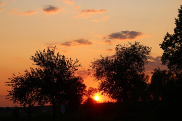 Orange sunset behind the trees in summer