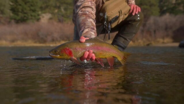 Fisherman lifts colorful Cutthroat Trout with red gills from fishing river