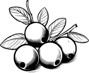 Christmas Cranberries Vintage Icon in Hand-drawn Style