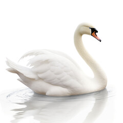 White swan swimming and floating on water