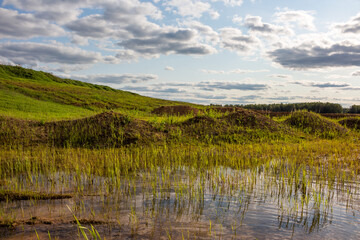 Flooded area overgrown with sedge plant