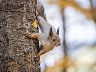 Portrait of a squirrel on a tree trunk