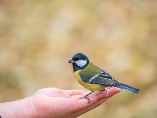A tit sits on a man's hand and eats seeds.