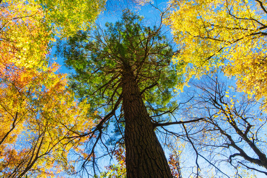 Eastern hemlock in an old growth forest near Blowing Rock, North Carolina