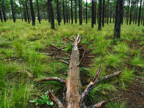 A fallen pine tree in an old growth Longleaf Pine forest near Southern Pines, North Carolina