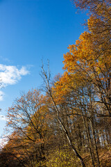 Fototapeta premium Bright crowns of autumn trees against a blue sky, vertical view