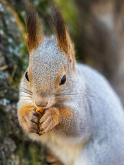 The squirrel with nut sits on a branches in the spring or summer. Portrait of the squirrel close-up