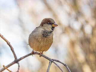 Sparrow sits on a branch without leaves.