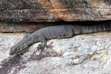 Australian Heath or Rosenberg's Monitor Lizard