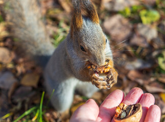 A squirrel in the autumn eats nuts from a human hand. Eurasian red squirrel, Sciurus vulgaris
