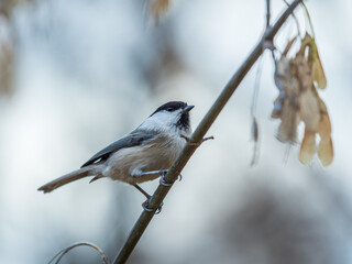 Cute bird The willow tit, song bird sitting on a branch with bright green background. The willow tit, lat. Poecile montanus.