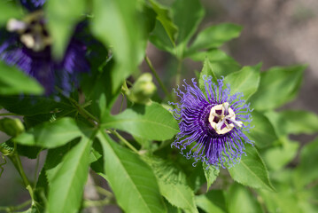 Exotic Purple Passion Flower in Full Bloom with Lush Green Foliage