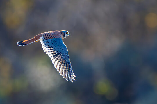 American Kestrel In Flight With Fall Color Background