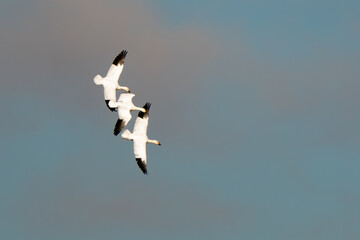 Snow Geese Circling in Preparation for Landing