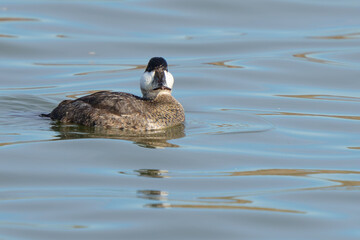 Male Ruddy Duck Cannot Believe what he Sees