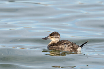 Female Ruddy Duck Swims Purposefully