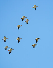 Snow Geese Circling in Preparation for Landing