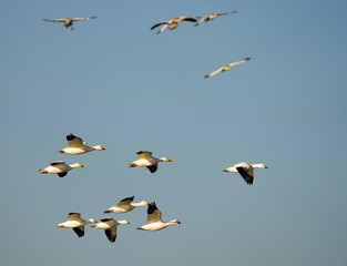 Snow Geese Circling in Preparation for Landing