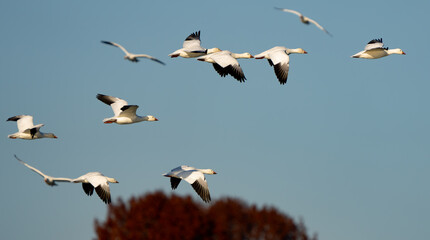 Snow Geese Circling in Preparation for Landing