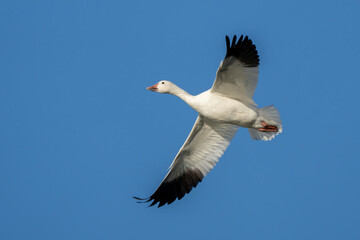 Snow Geese Circling in Preparation for Landing