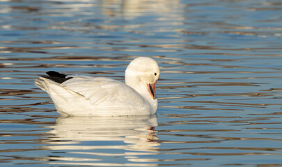 Snow Geese Resting on McNary National Wildlife Refuge