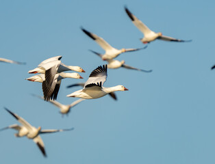 Snow Geese Circling in Preparation for Landing