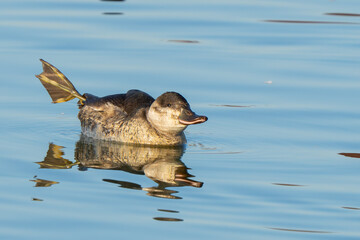 Female Ruddy Duck Enjoys a Stretch