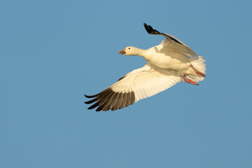 Fototapeta na wymiar Snow Geese Circling in Preparation for Landing