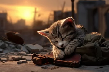 Fotobehang sad cat at war zone 3D © Blueinthesky