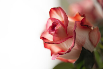 Delicate Pink-Edged Rose in Soft Focus