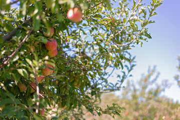 Ripe Apples Hanging on a Sunny Orchard Branch