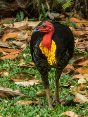 Australian Brush Turkey in Queensland Australia