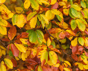 Die Blätter im Herbst verlieren ihr grün und werden bunt