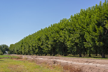 Lush Orchard Rows under Clear Blue Sky