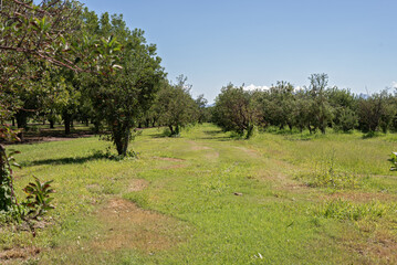 Verdant Orchard Pathway under Sunny Skies