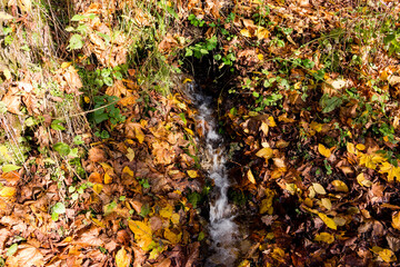 A spring gushing out of the ground in the middle of autumn nature