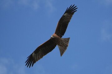 black kite is hunting a fish