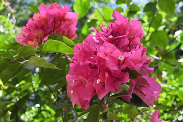 A cluster of beautiful bougainvillea flowers that are pink in color