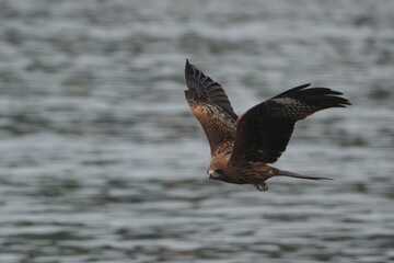 black kite is hunting a fish