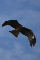 black kite is hunting a fish