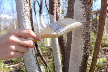 Hand on the background of green grass. A gardener paints a tree trunk with a brush. garden work. Apple tree trunk, protection against pests and diseases, chalk whitewashing. High quality photo