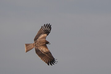 black kite is hunting a fish