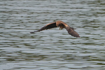 black kite is hunting a fish