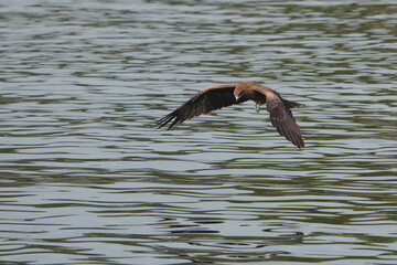 Fototapeta na wymiar black kite is hunting a fish
