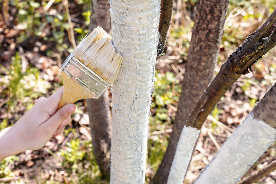 Woman's hand whitewashes tree trunks in the garden in spring. High quality photo